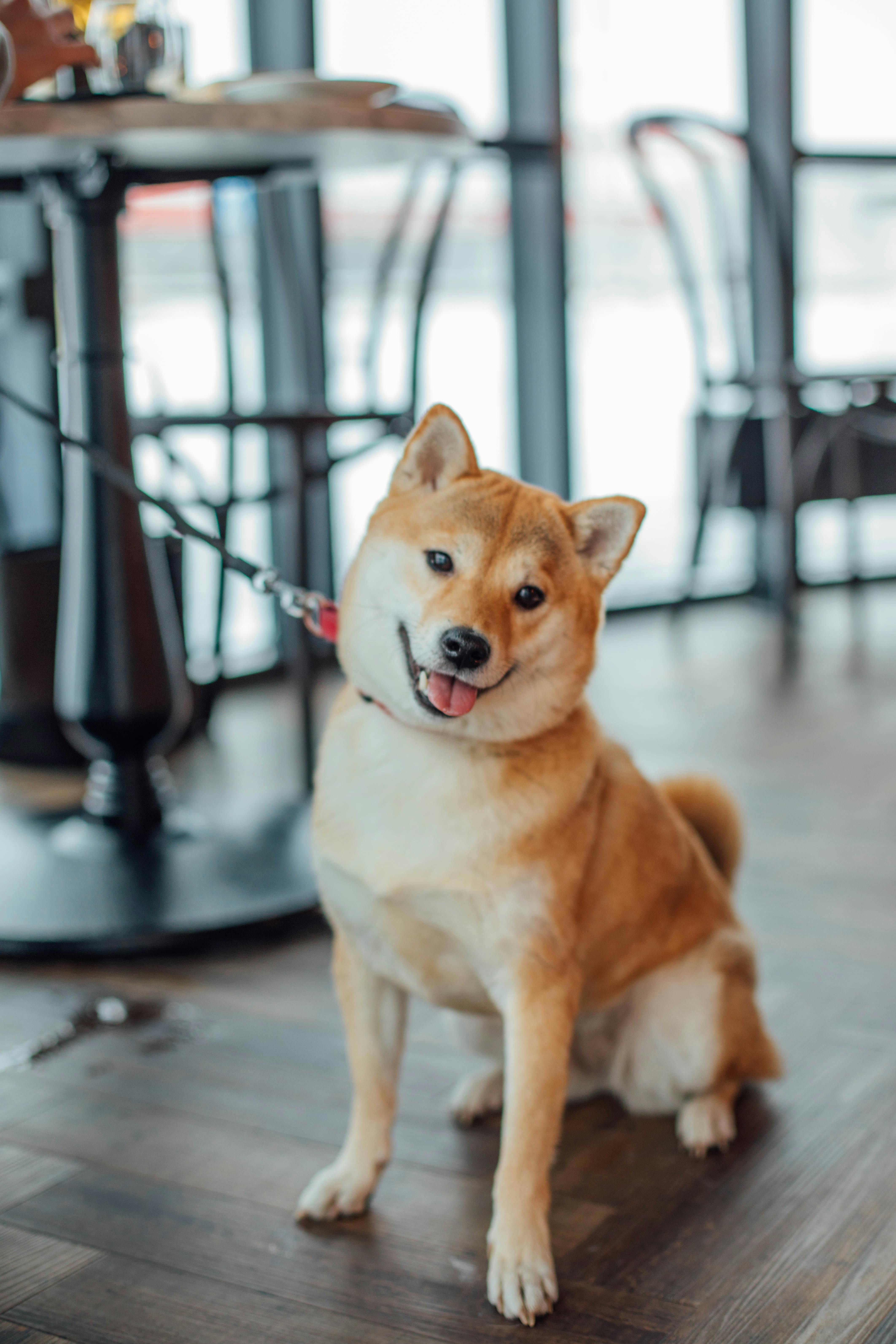 Dog inside café
