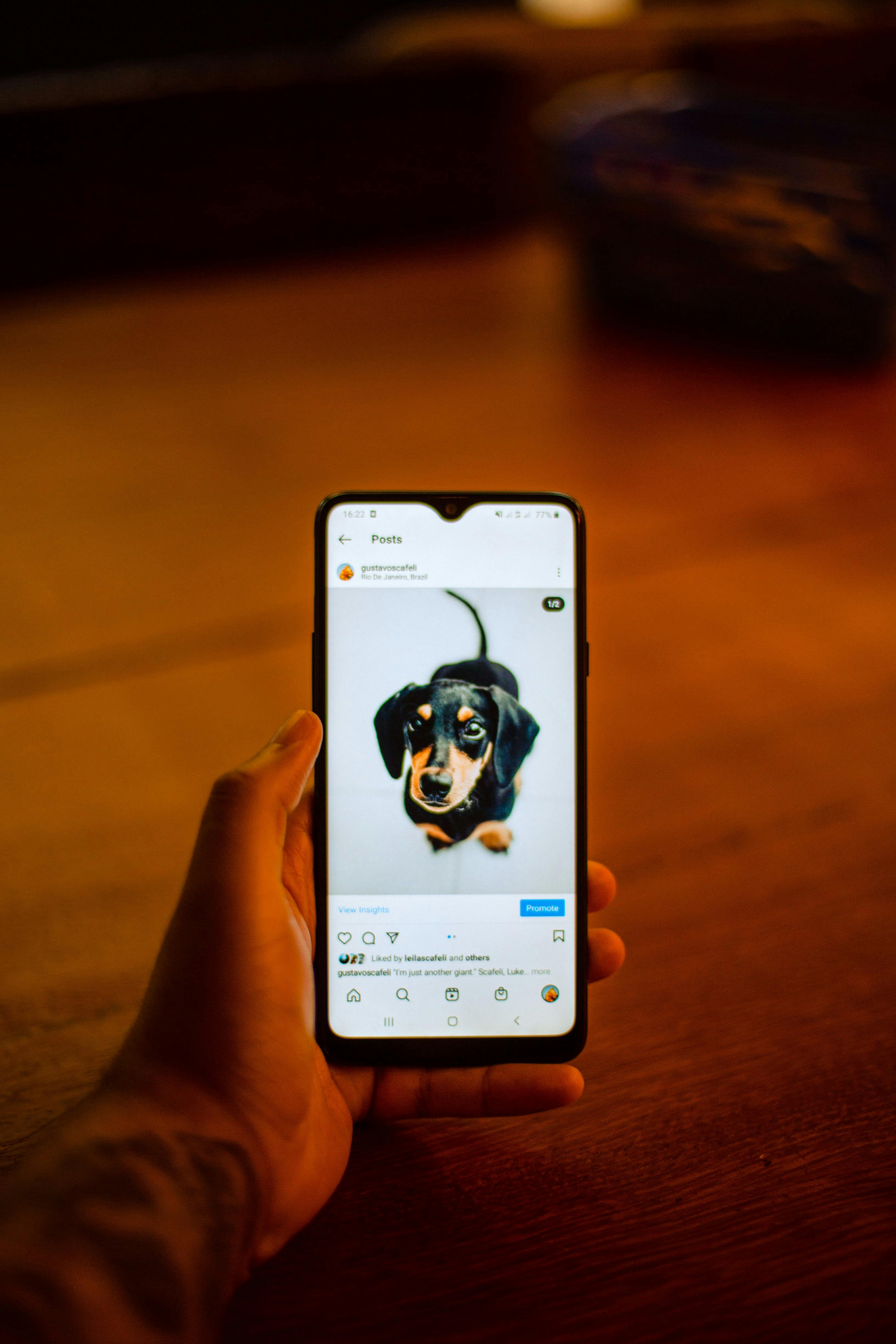 Dog on Instagram